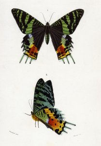 Urania Riphaeus by Emile Theophile Blanchard